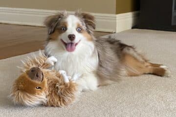 This cute dog is happy with his new toy