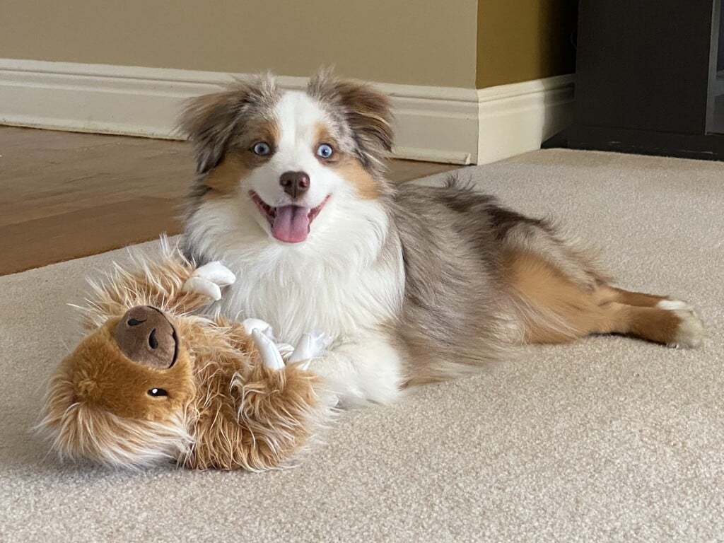 This cute dog is happy with his new toy